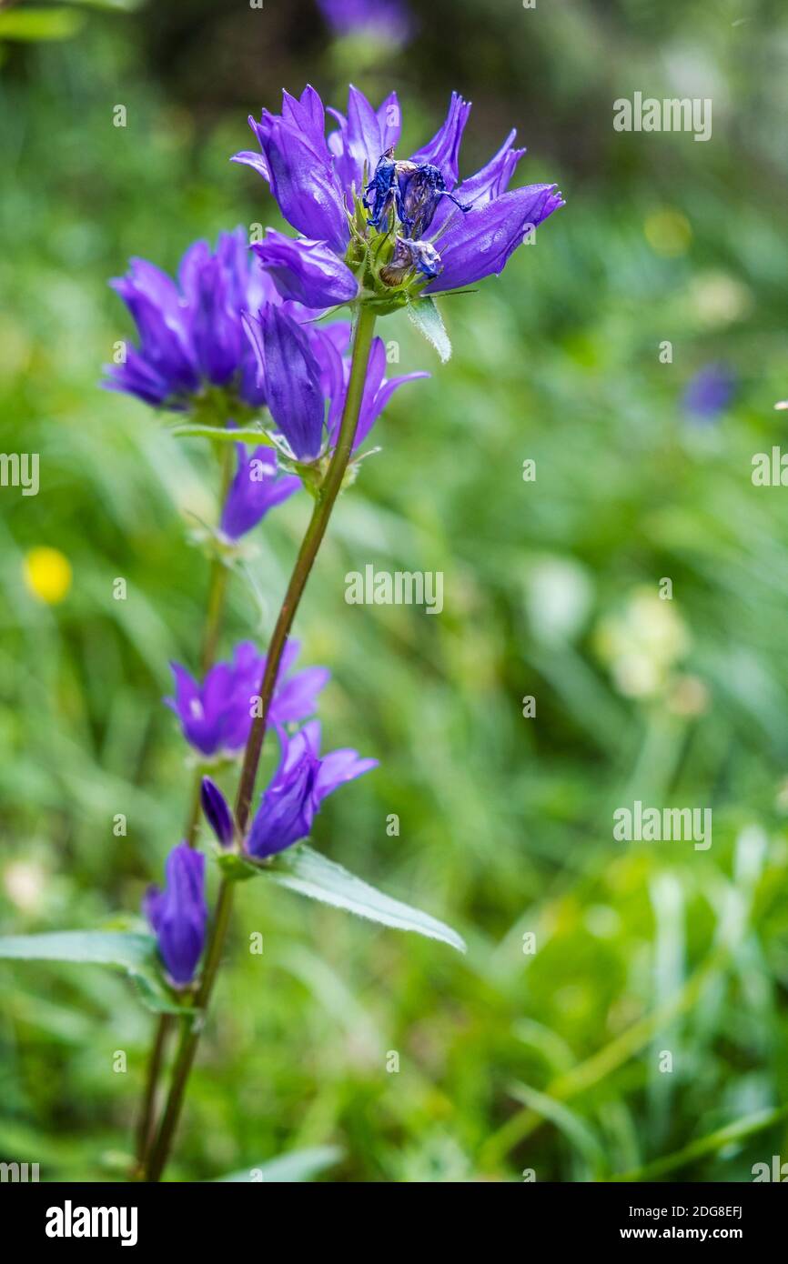 Violet flower, Big Fatra mountains, Slovak republic. Seasonal natural scene. Stock Photo