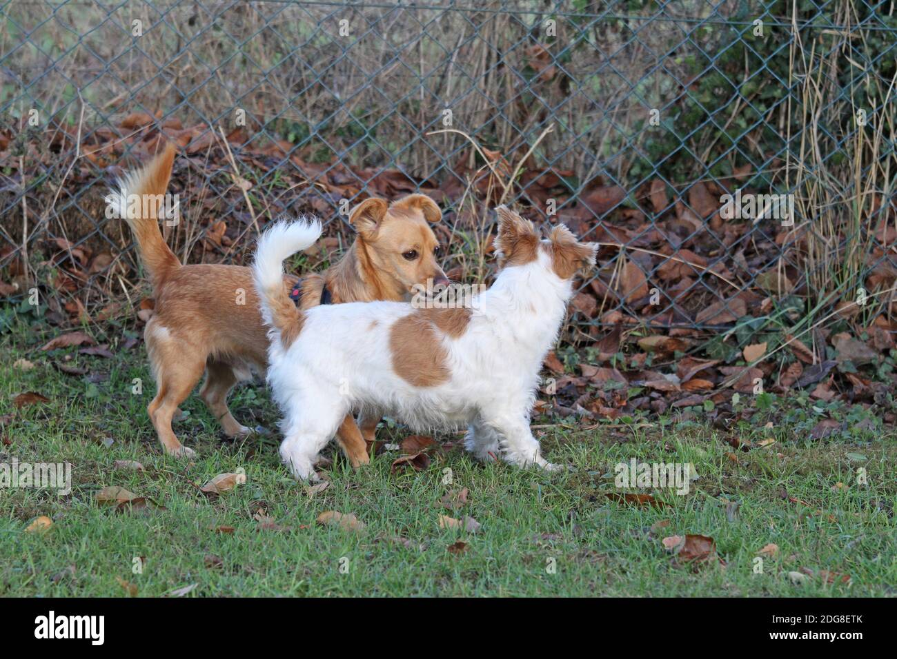 Jack Russell Terrier, wire-haired, and maneto-mix Stock Photo