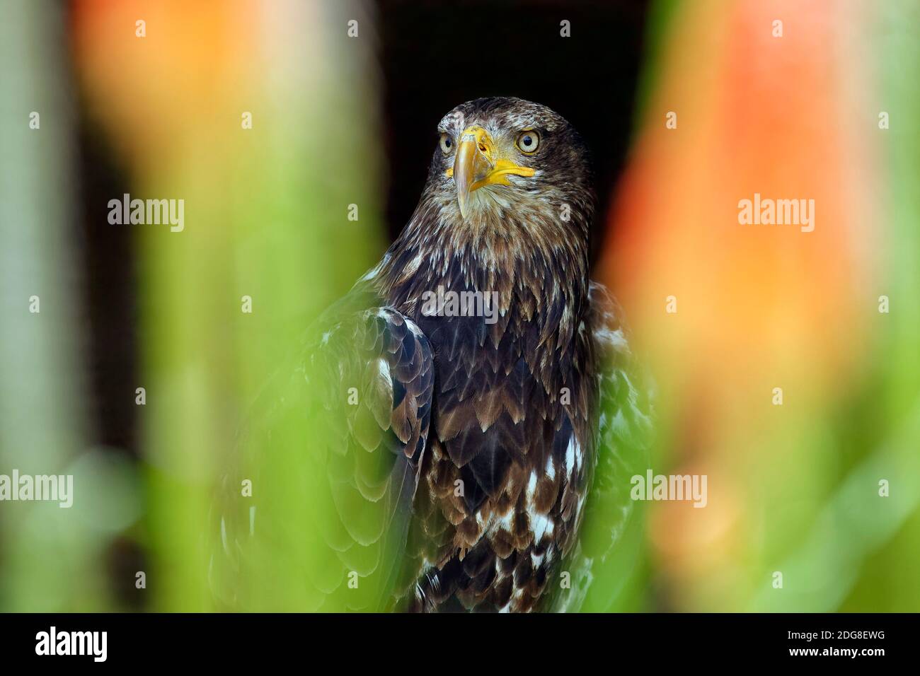 Juvenile bald eagle - Haliaeetus leucocephalus Stock Photo