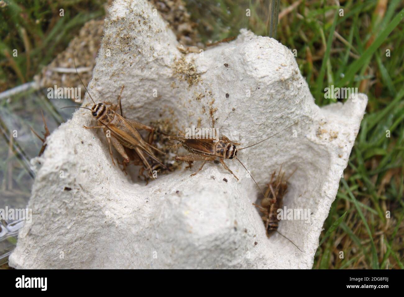Crickets Stock Photo