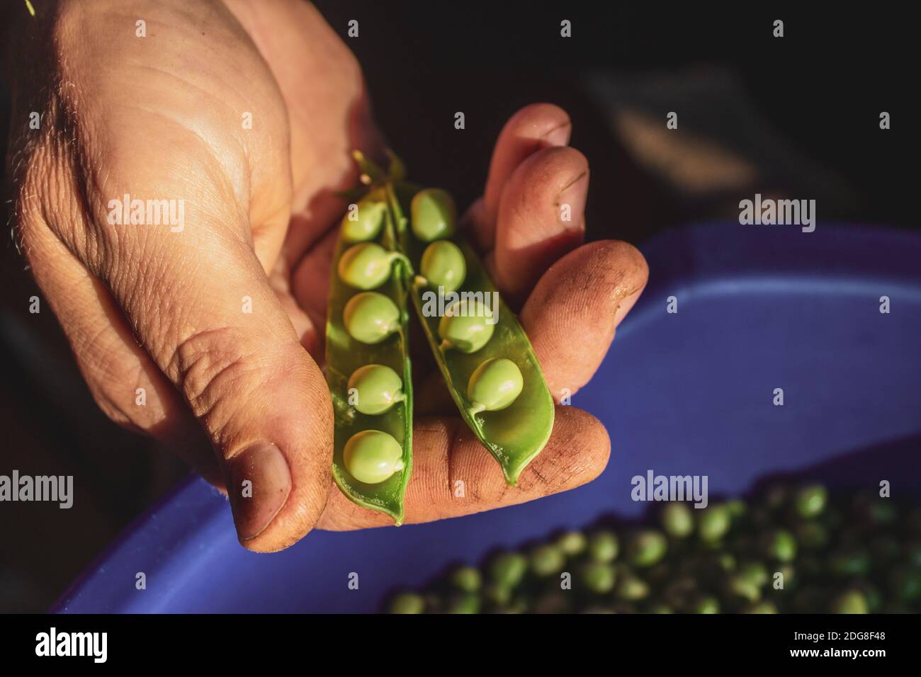 Hard workinhg hand holds green beans and sorting it Stock Photo