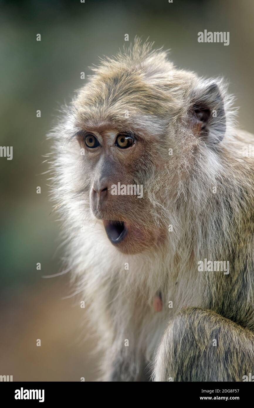 Crab-eating macaque - Macaca fascicularis Stock Photo - Alamy