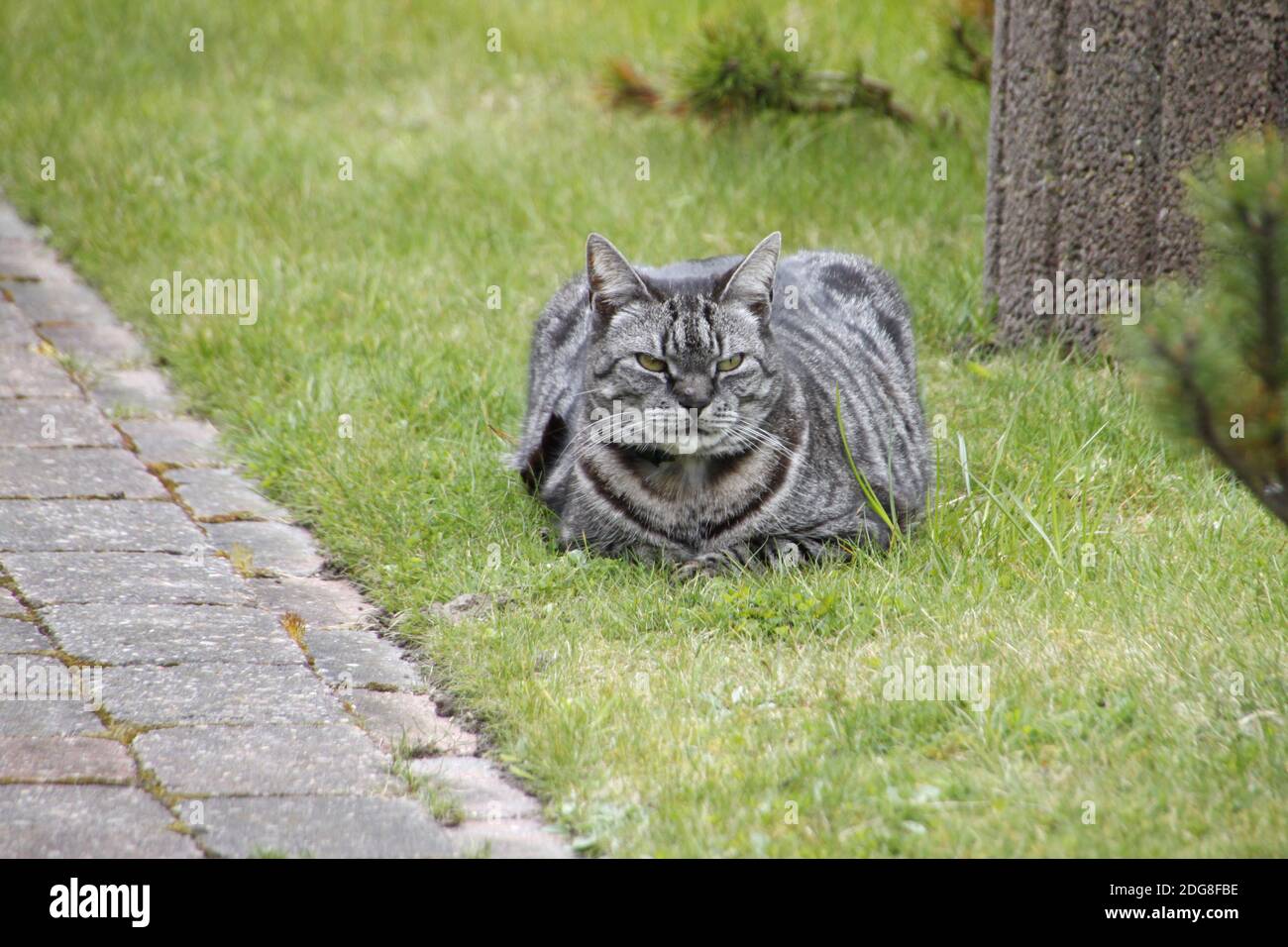 Domestic cat in the garden Stock Photo - Alamy