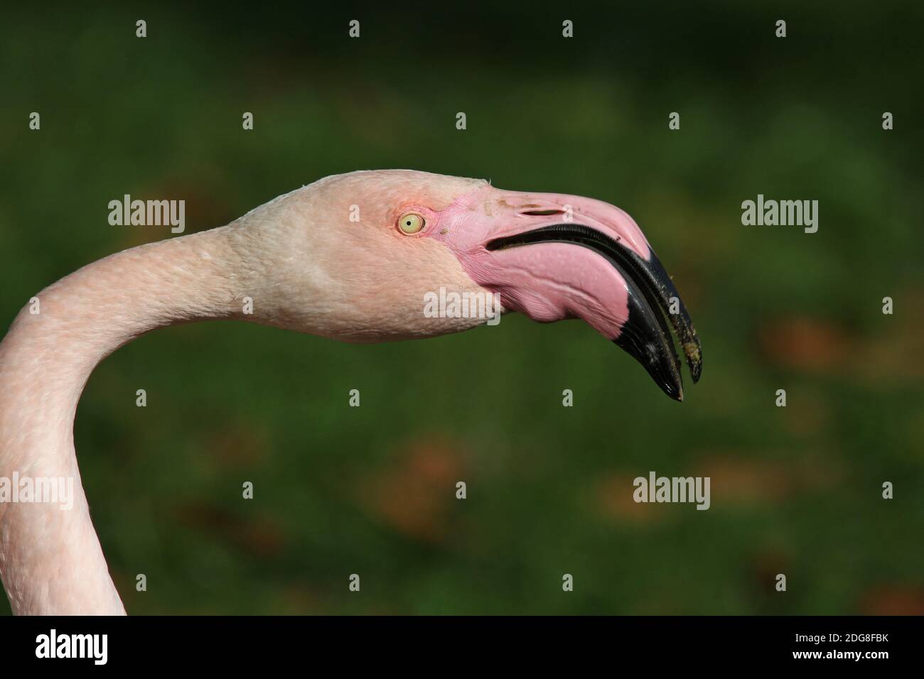 Chilean flamingo Stock Photo