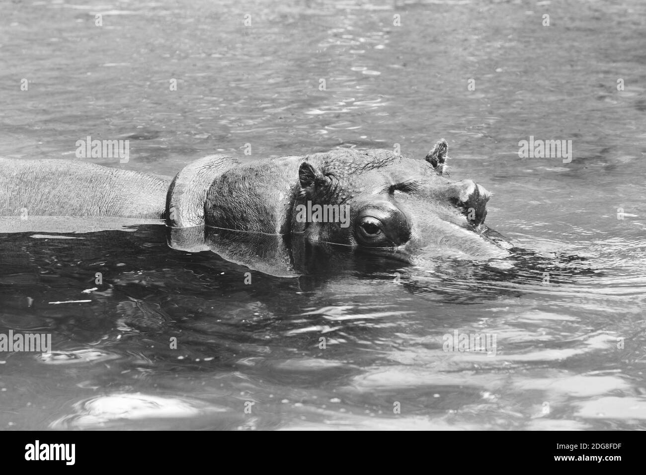 hippopotamus swimming black and white Stock Photo