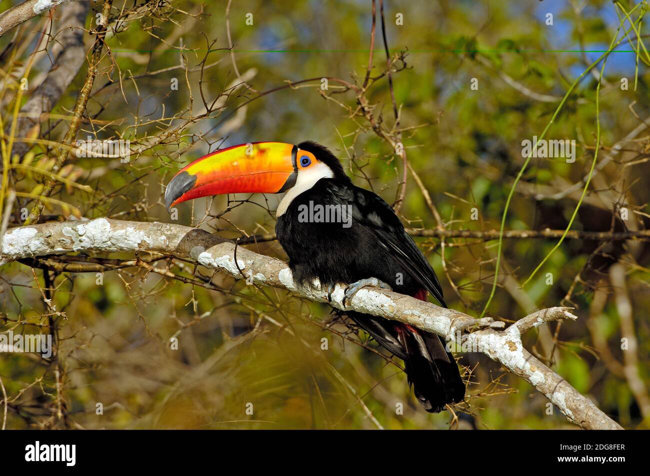 Riesentukan, (Ramphastos toco), Pantanal, Brasilien Stock Photo