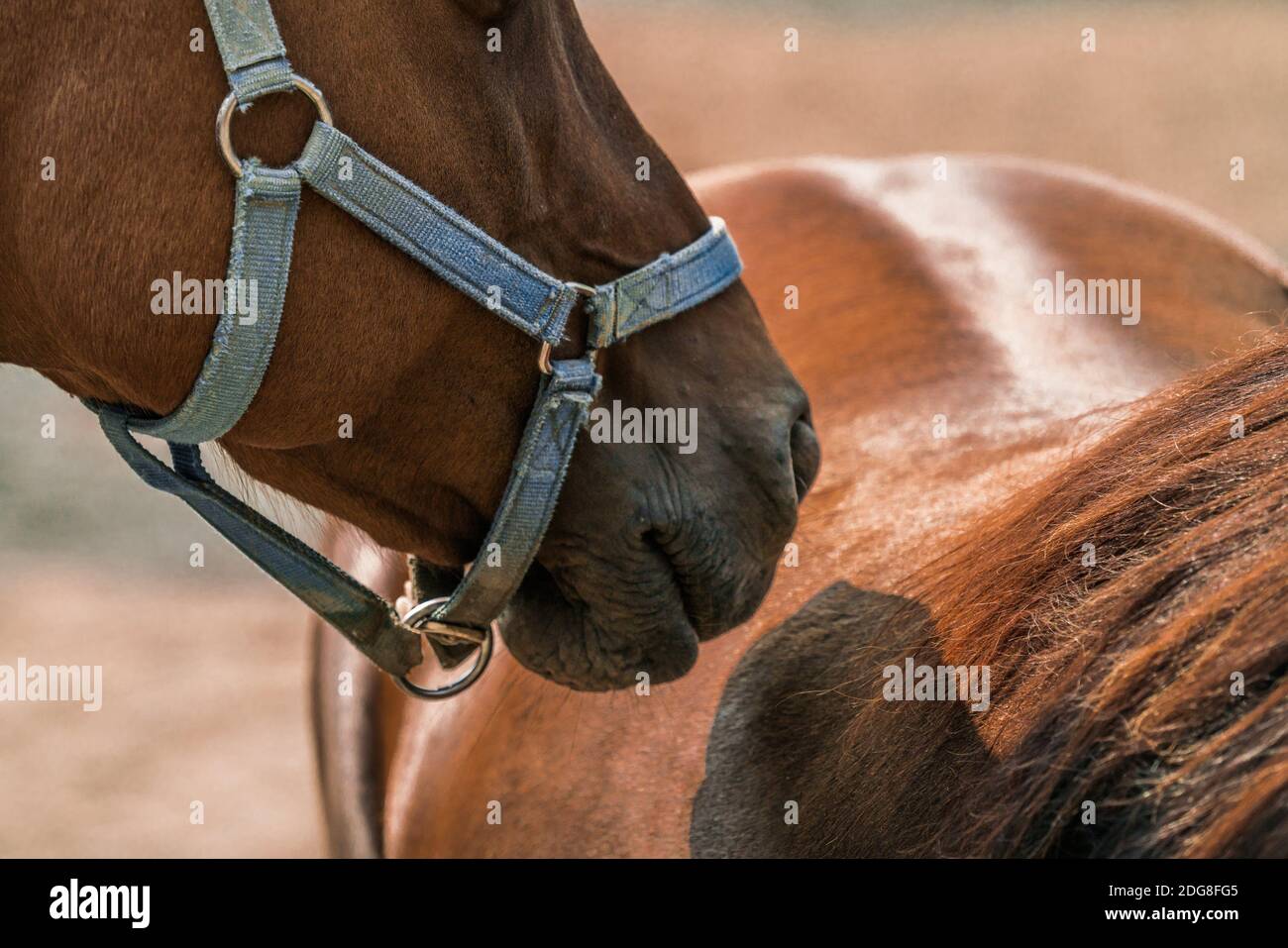 horse smells horse Stock Photo Alamy