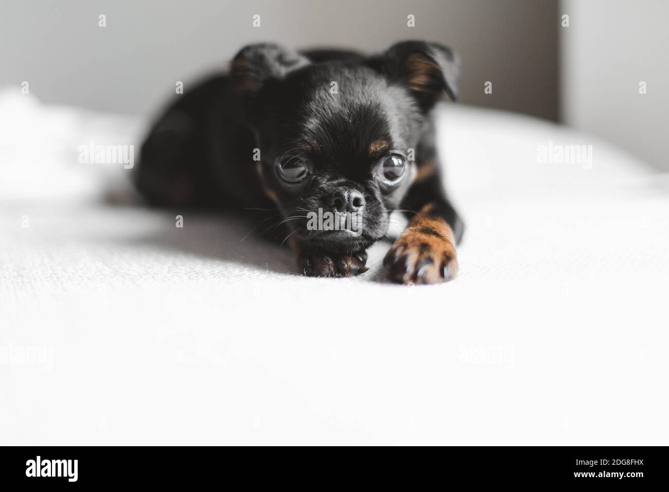 Laid Down Brussels Griffon Stock Photo Alamy