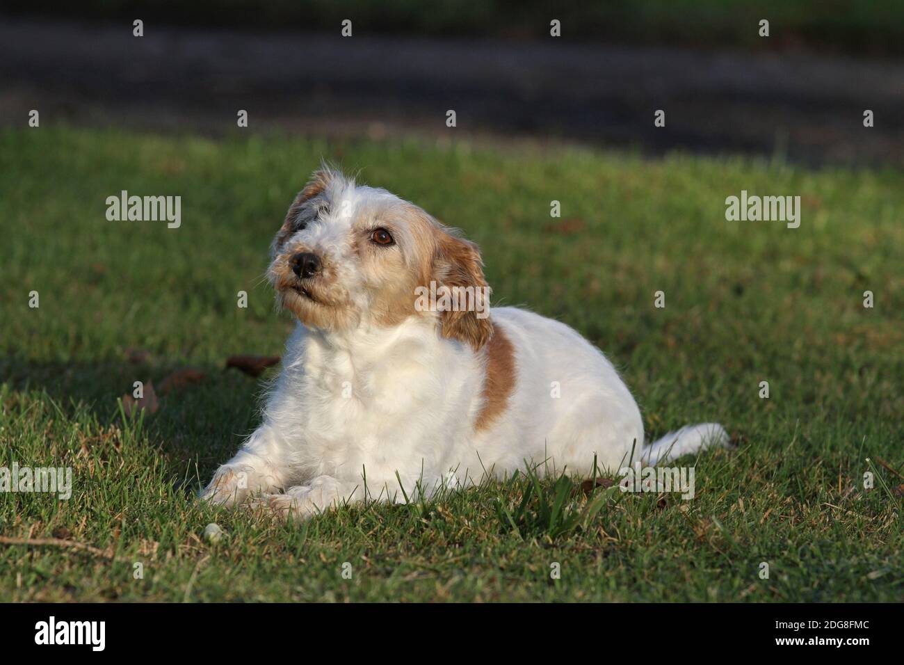 Jack Russell Terrier, wirehaired Stock Photo Alamy