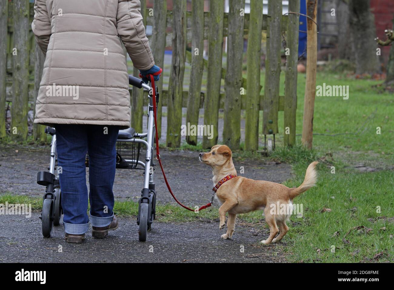 Woman with wheeled walker and dog Stock Photo
