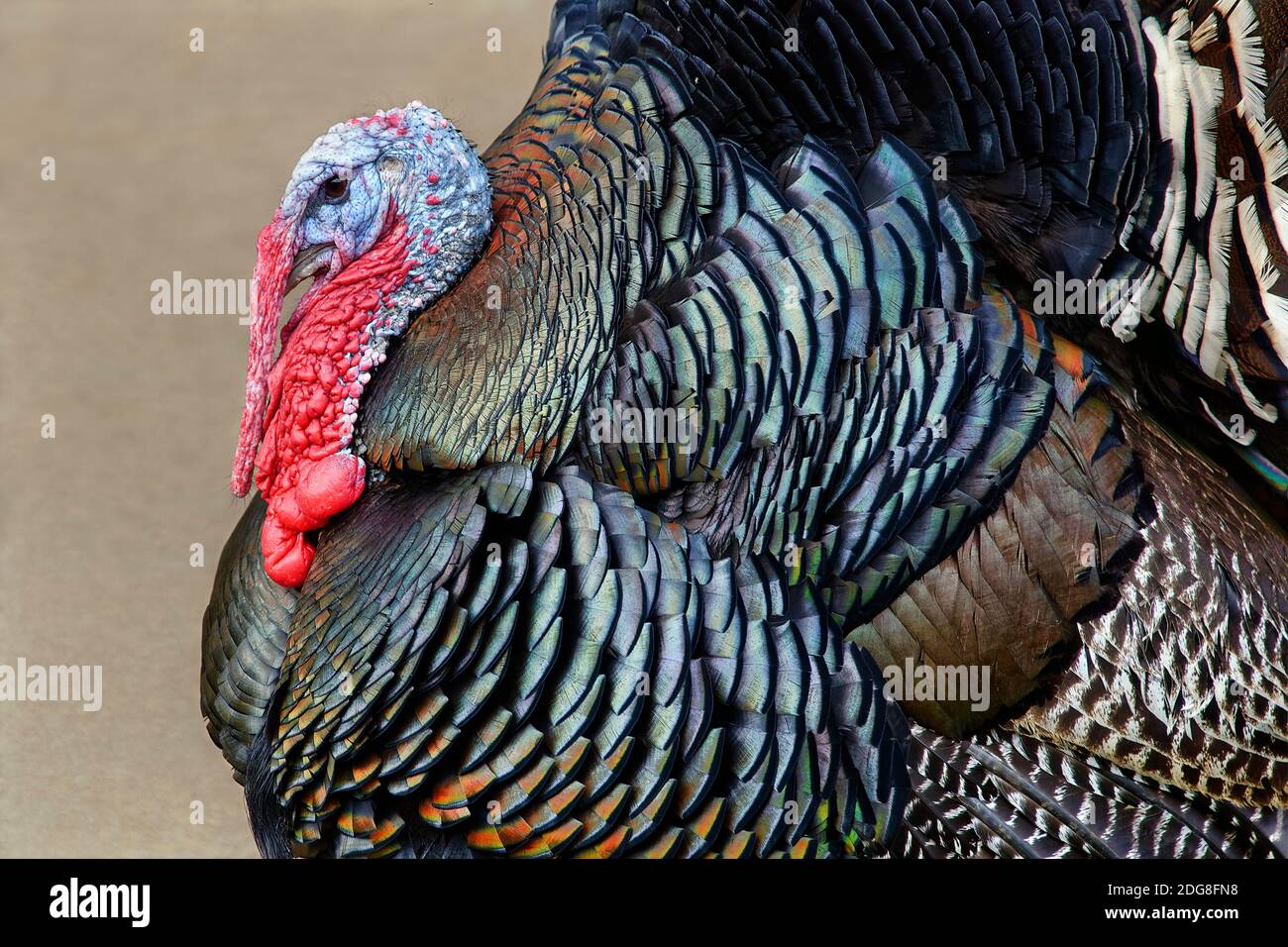 Wild turkey (male) - Meleagris gallopavo Stock Photo