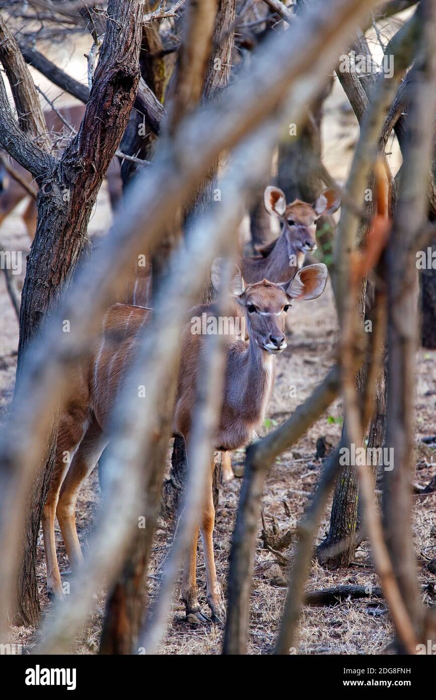 Greater kudu - Tragelaphus strepsiceros Stock Photo
