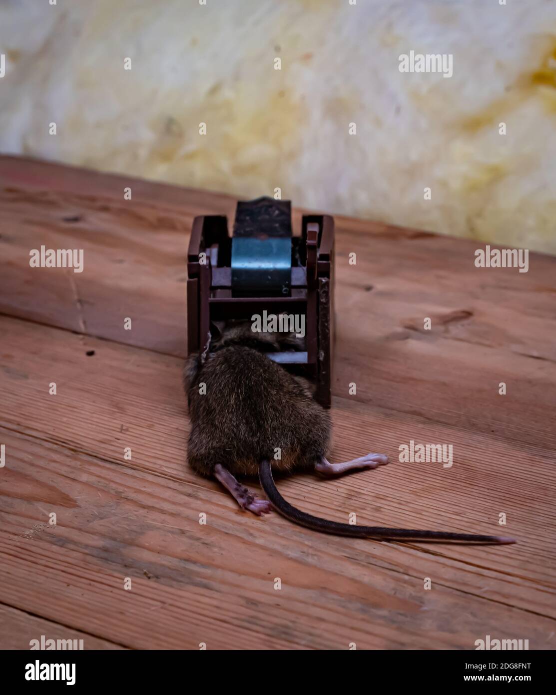 https://c8.alamy.com/comp/2DG8FNT/dead-brown-house-mouse-in-a-modern-snap-trap-with-end-and-tail-sticking-out-close-up-2DG8FNT.jpg