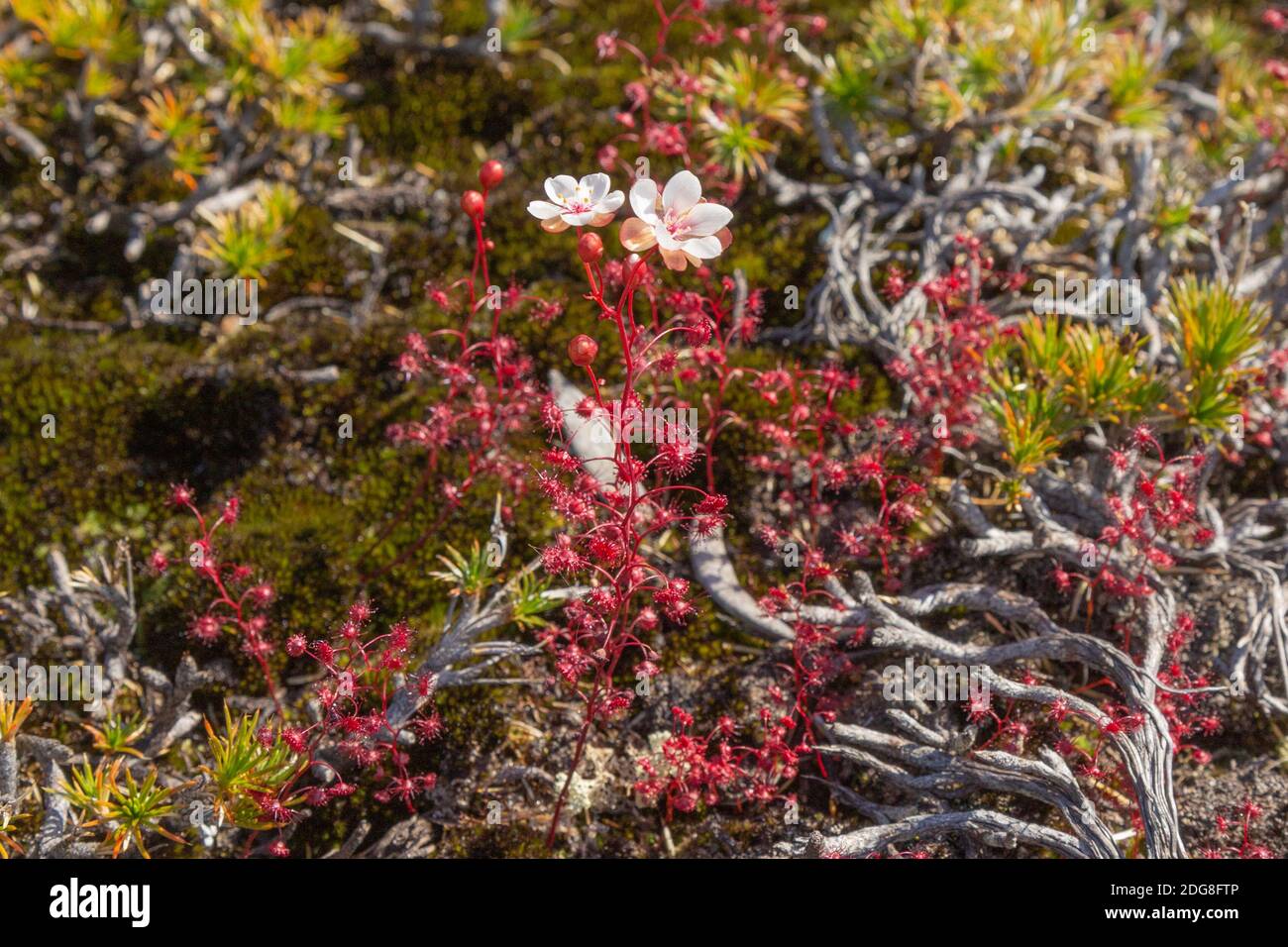 The nice red Sundew Drosera esperensis in the Cape Le Grand Nationalpark close to Esperance in Western Australia, view from above Stock Photo