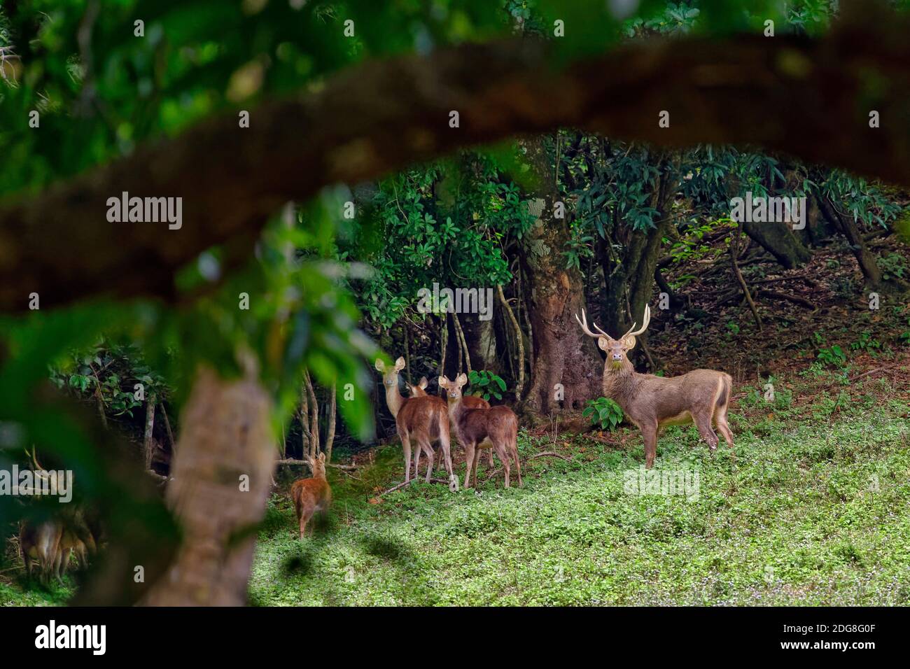 Javan rusa (deer) - Rusa timorensis Stock Photo