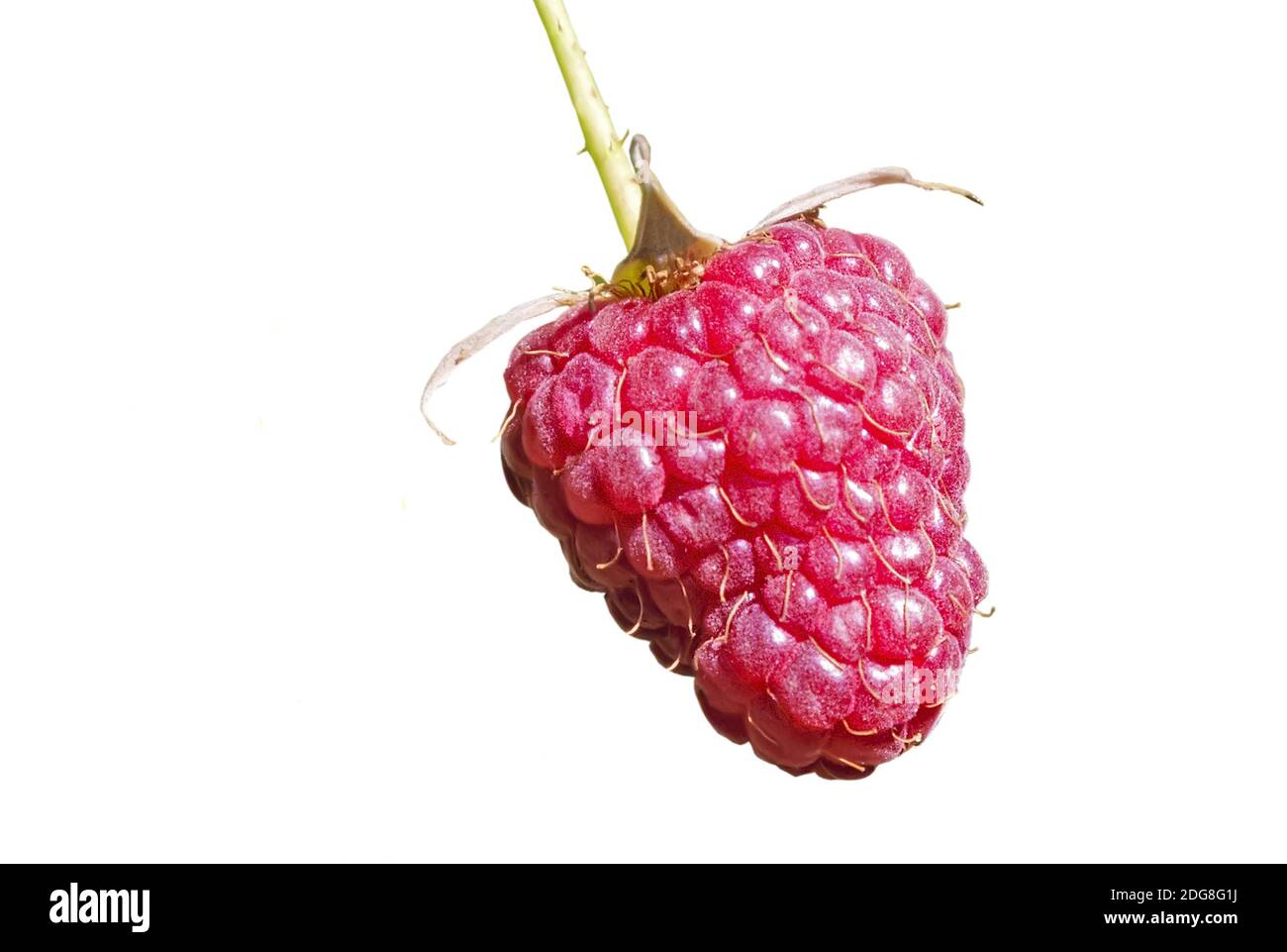 Berry raspberry on white background. Stock Photo