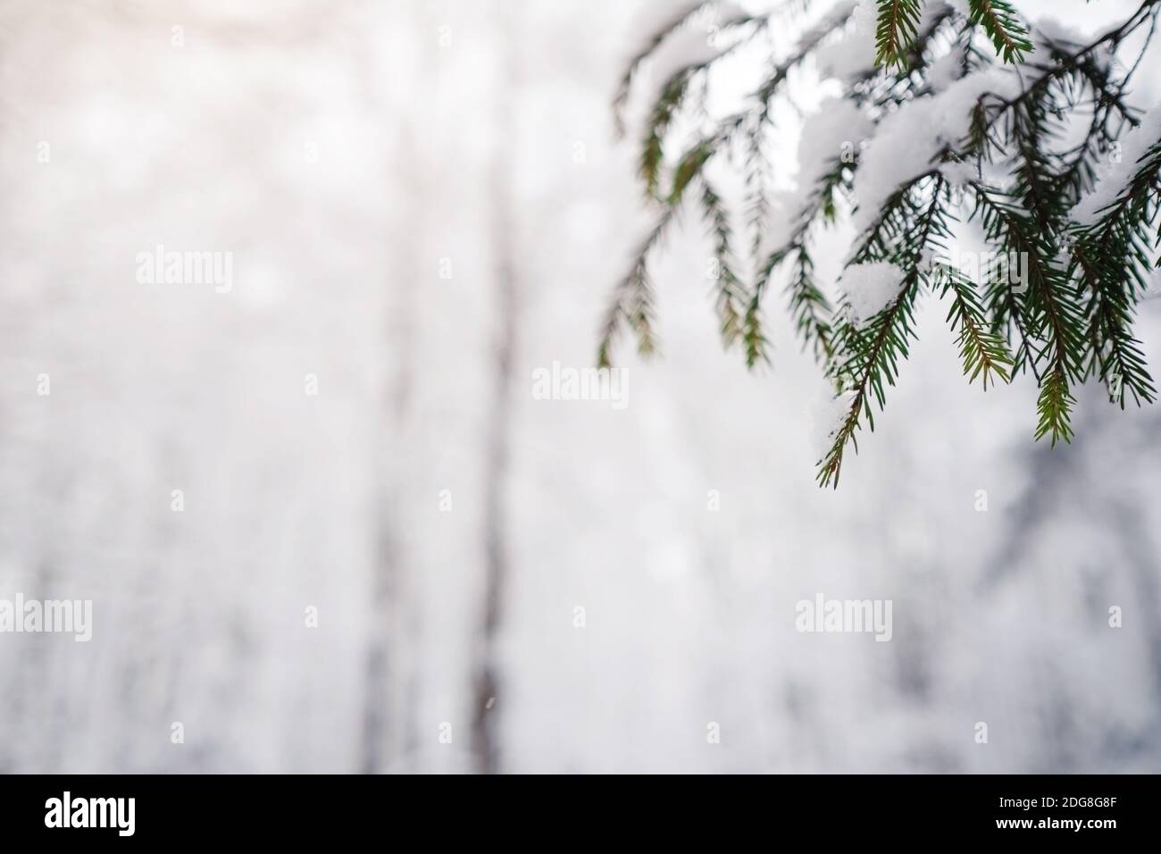 Pine trees are covered with snow on a frosty evening. Beautiful winter ...