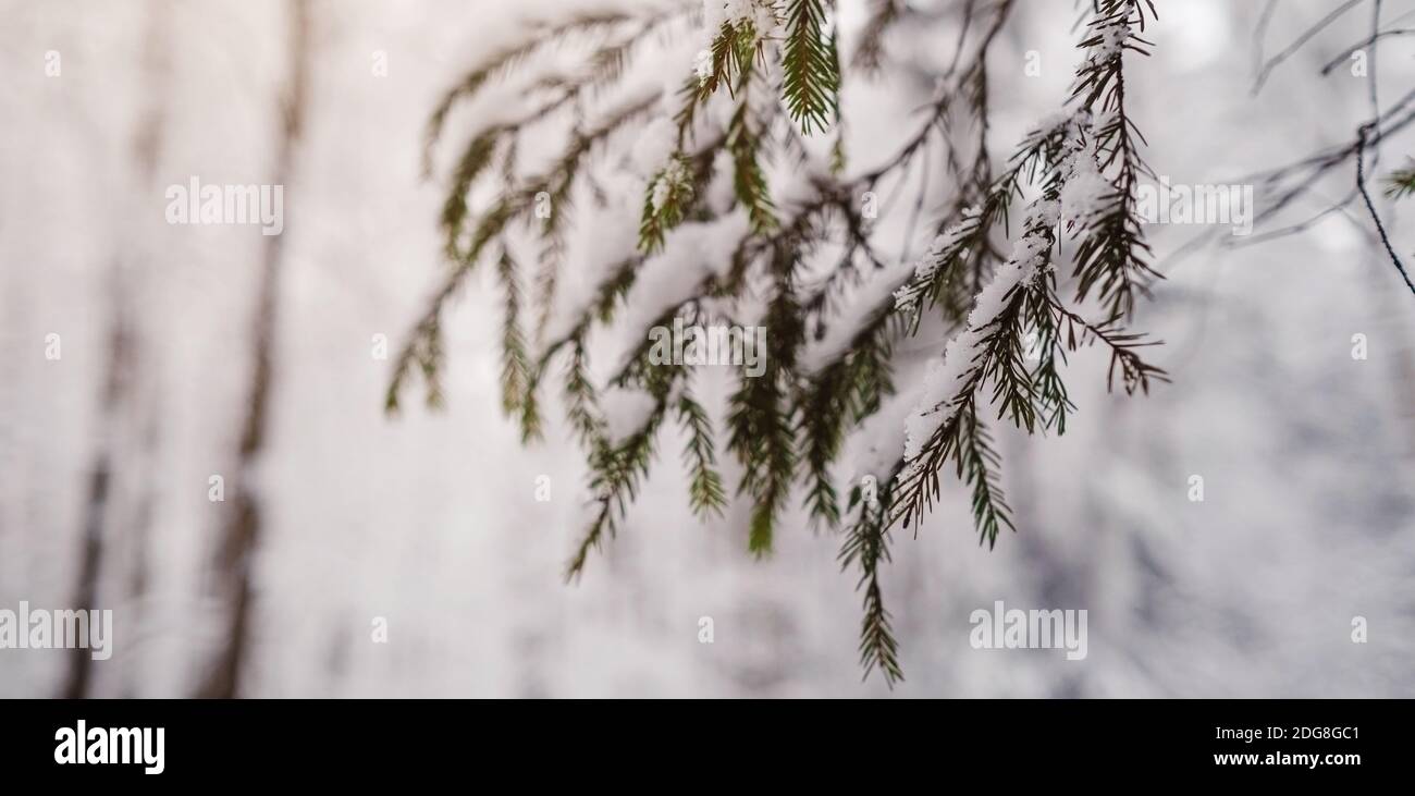 Pine trees are covered with snow on a frosty evening. Beautiful winter ...