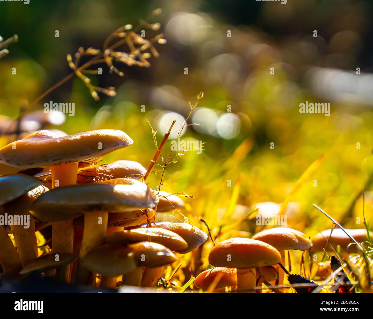 Group of small mushrooms in the morning light.  Stock Photo