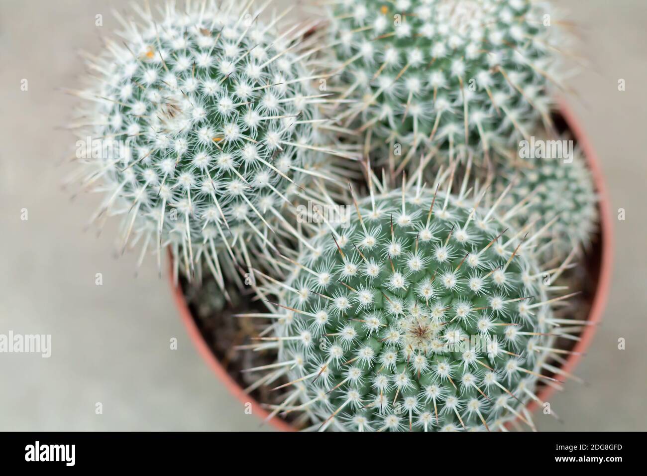 Top view of ball shaped potted cactus. Golden barrel cactus or Echinocactus grusonii plant Stock Photo