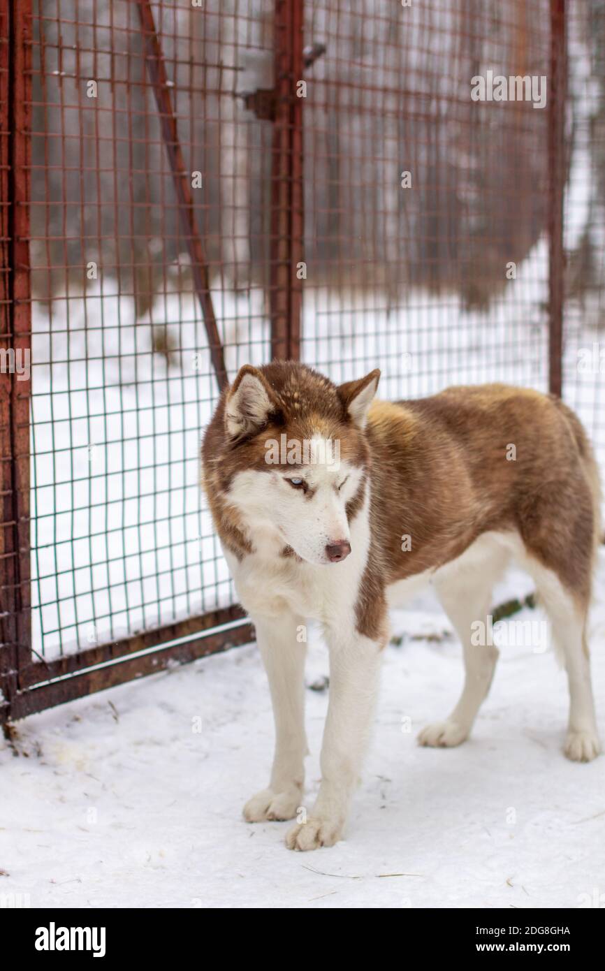 Siberian husky is kept in a kennel, in an aviary. High quality photo