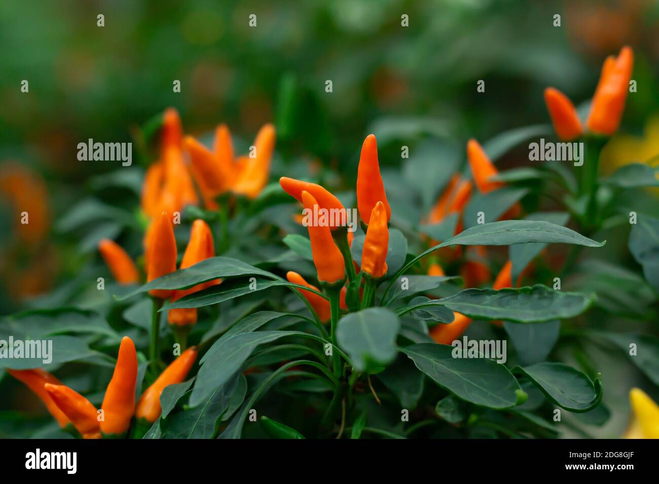 Variety of small chili pepper growing in garden or pot Stock Photo
