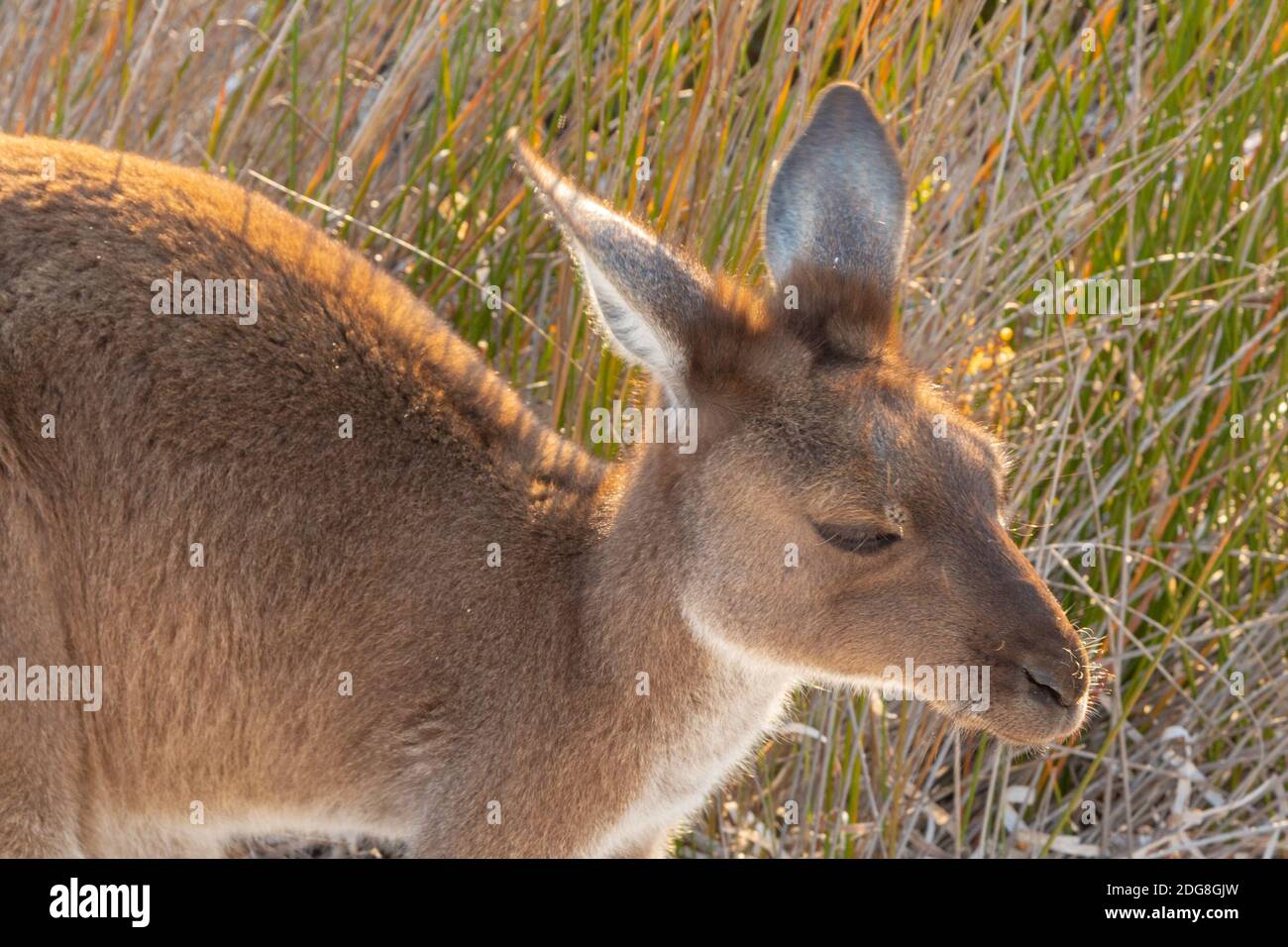 Kangaroo at the famous Lucky Bay in the Cape Le Grand Nationalpark east of Esperance in Western Australia Stock Photo