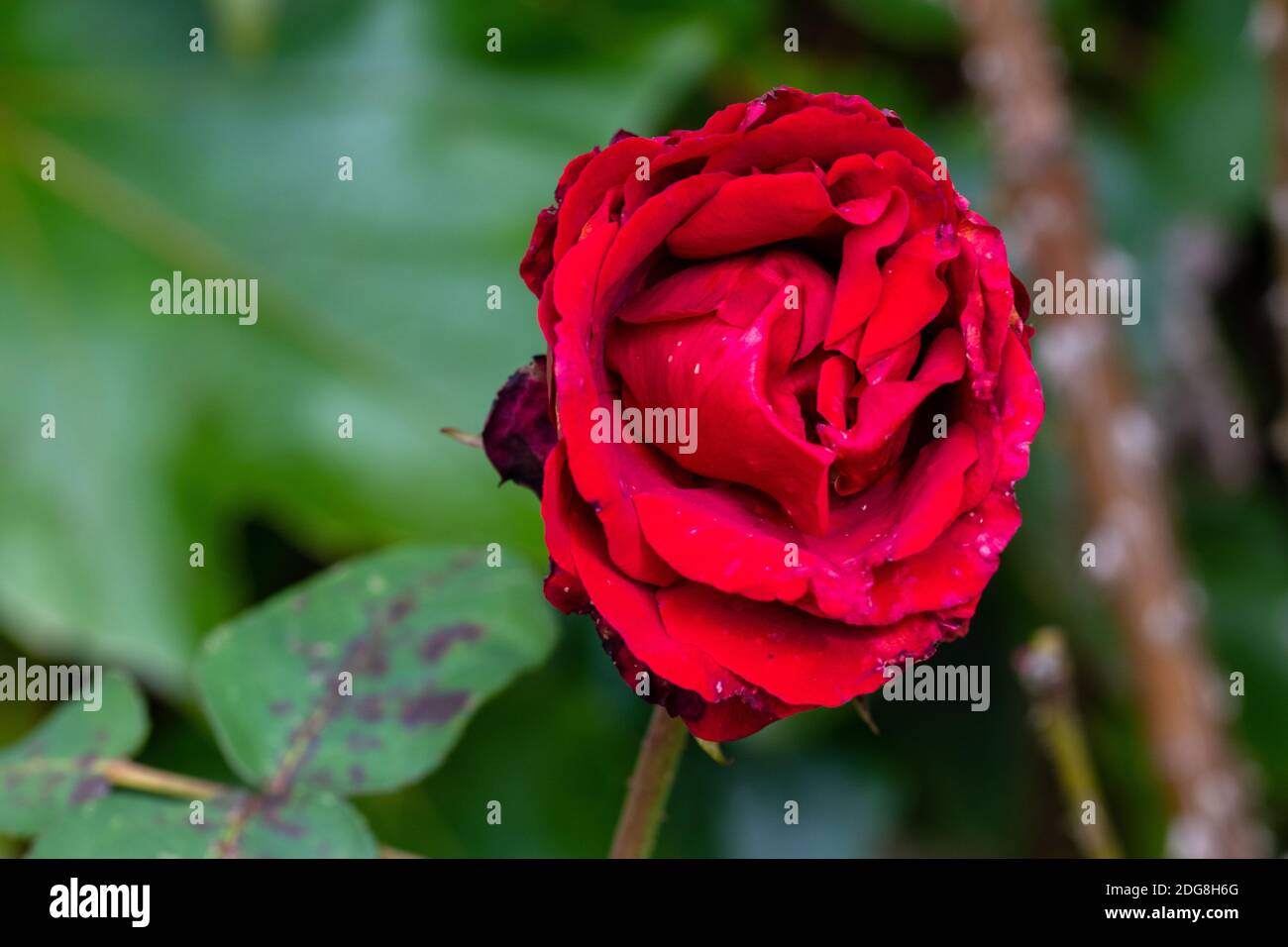 An almost faded red rose and the end of an unrequited love. Stock Photo