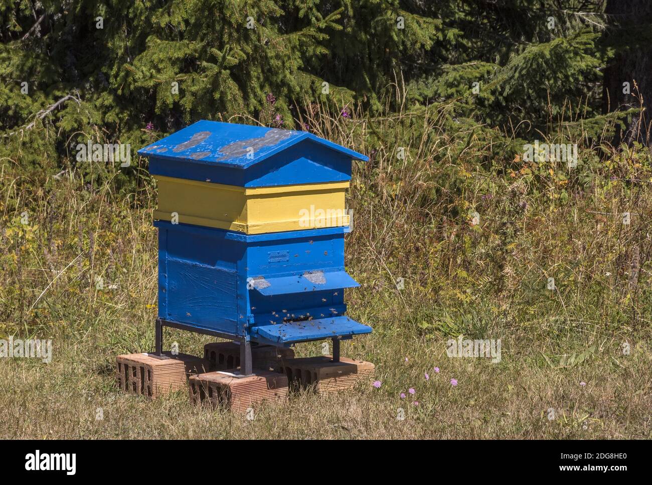 At bee hive Stock Photo
