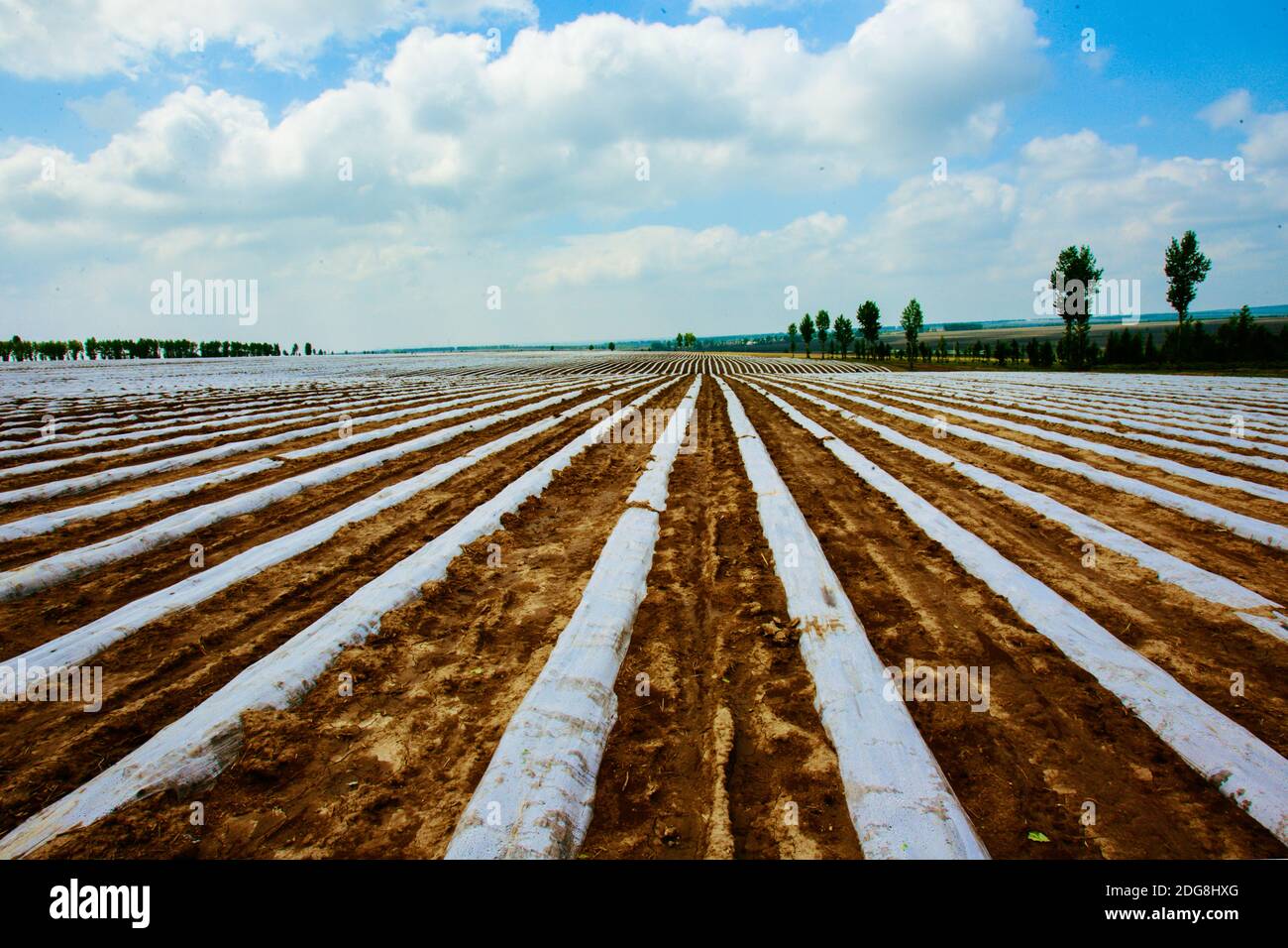 Heilongjiang province jiamusi huanan farmland Stock Photo