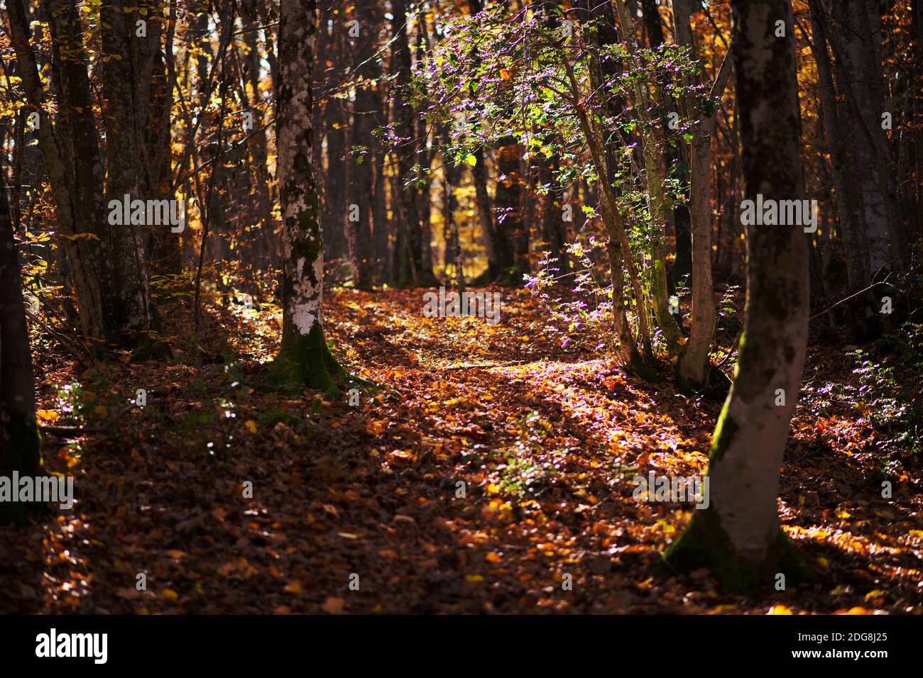 autumn landscape in a mountain forest. the sun filtering through the trees. warm colors Stock Photo