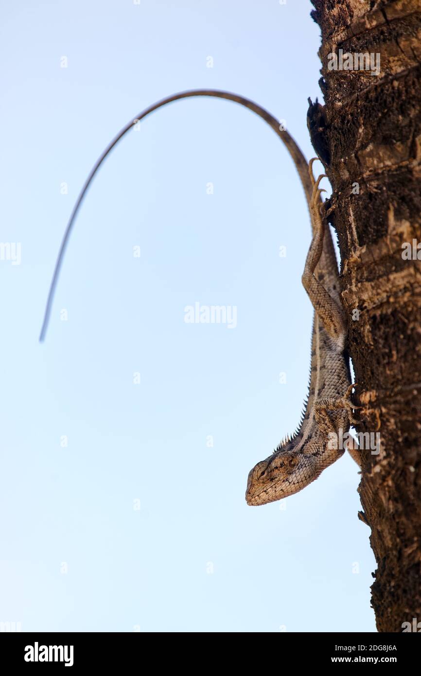 Oriental garden lizard - Calottes versicolor Stock Photo