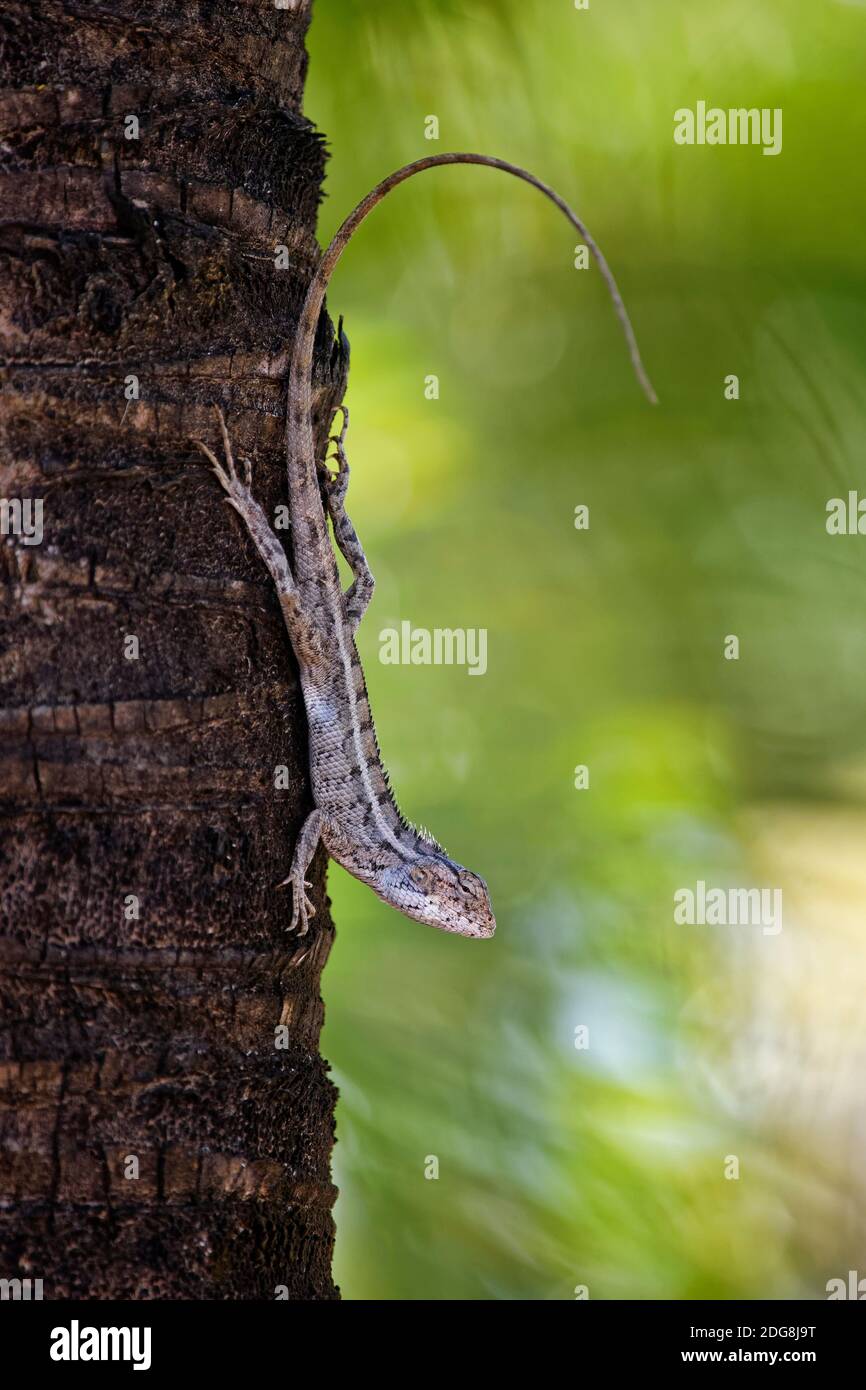 Oriental garden lizard - Calottes versicolor Stock Photo