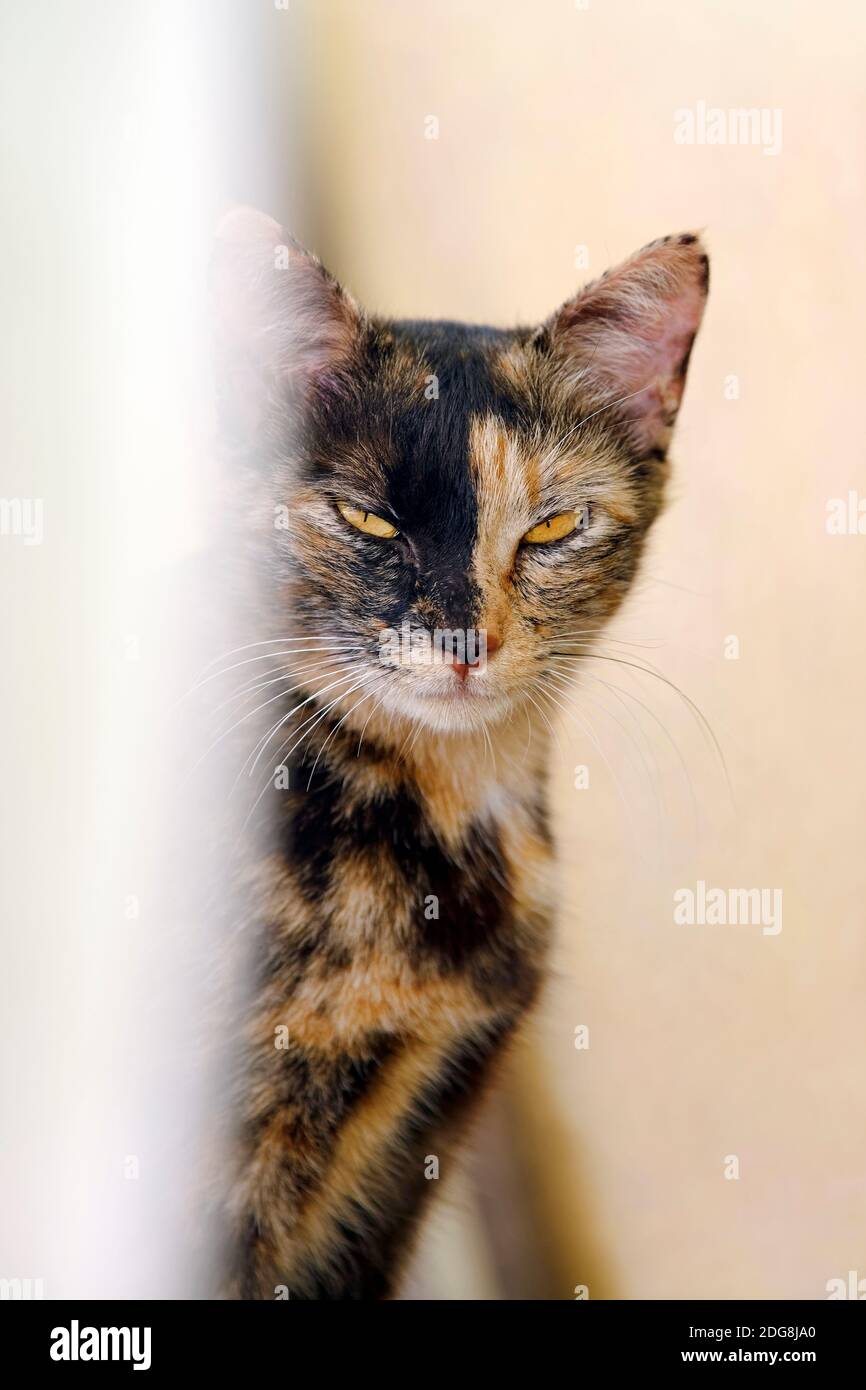 Feral cat - Felis silvestris catus Stock Photo