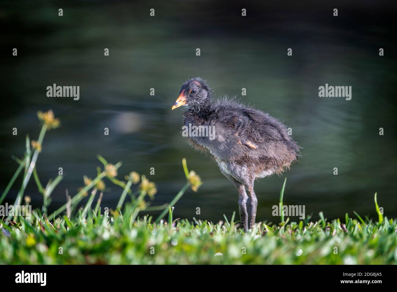 Dusky Moorhen Chick (Gallinula tenebrosa) standing on grass. Stock Photo