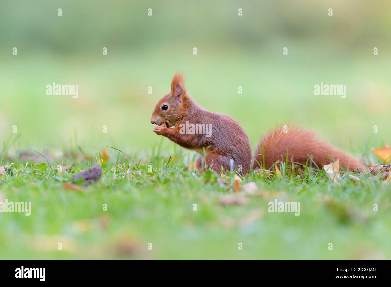 Eurasisches Eichhoernchen, Sciurus vulgaris, Eurasian red squirrel Stock Photo