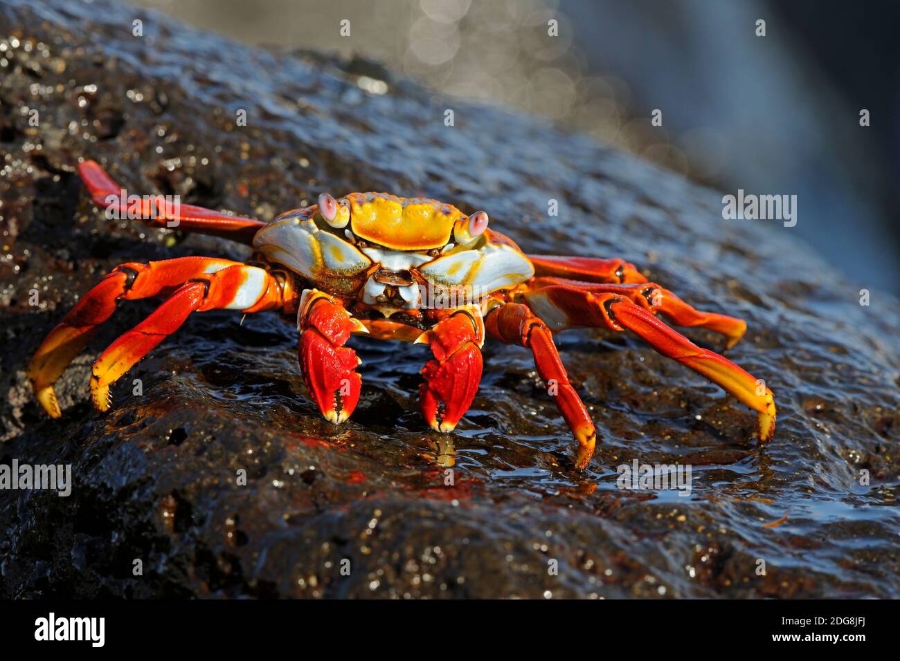 Rote Klippenkrabbe, Felsenkrabbe, Quadratkrabbe (Grapsus grapsus), Insel Espanola, Galapagos, Unesco Welterbe, Ekuador, Suedamerika, Pazifischer Ozea Stock Photo