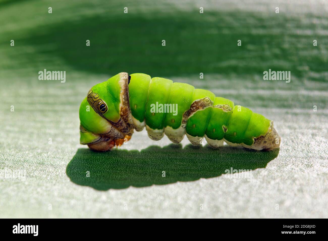 Citrus swallowtail caterpillar - Papilio demodocus Stock Photo