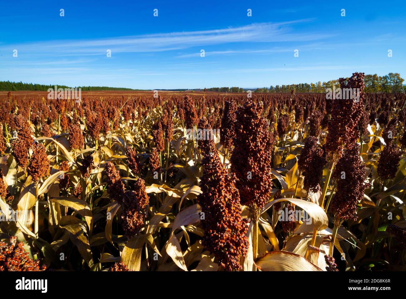 sorghum Stock Photo