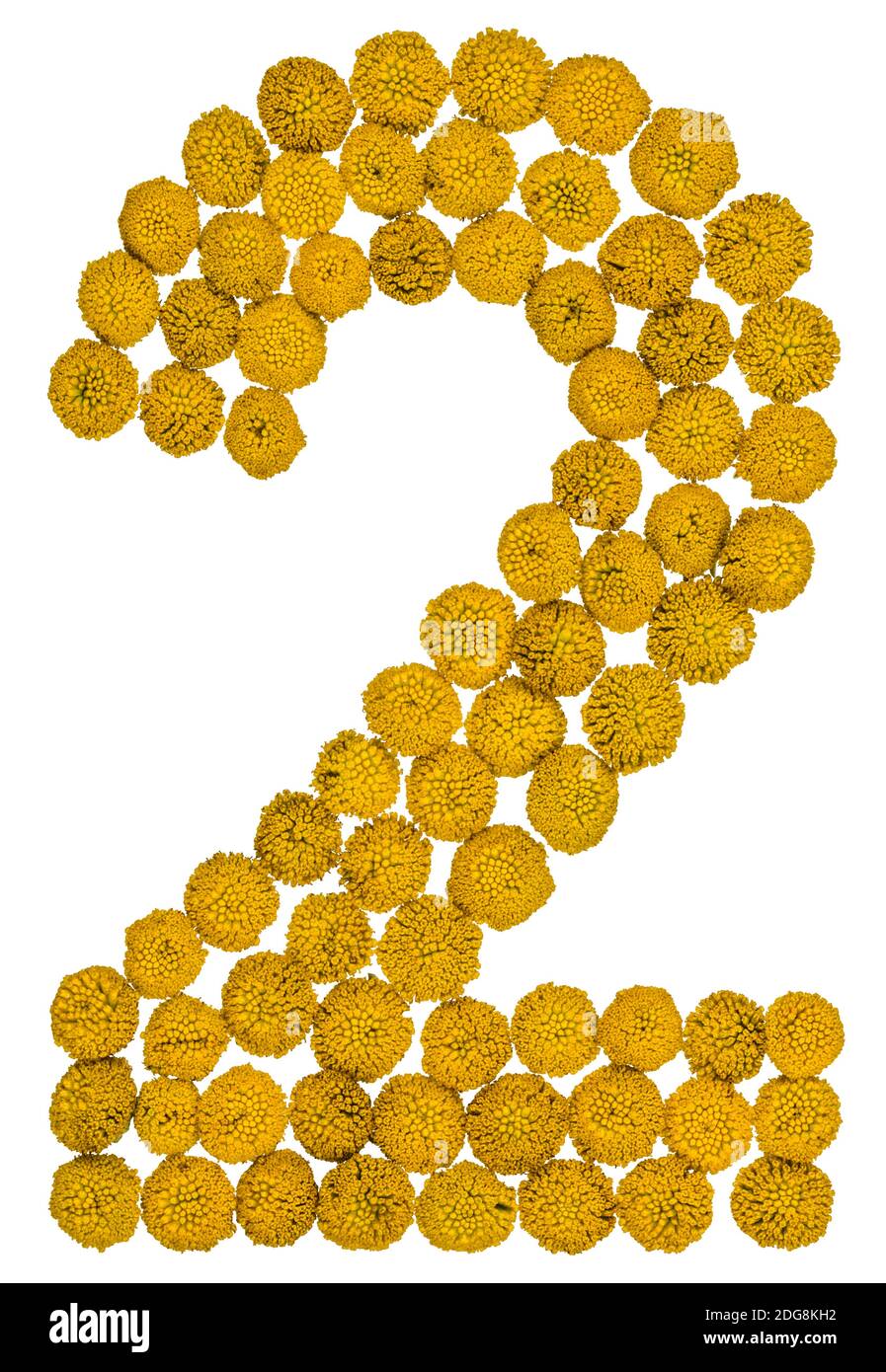 Arabic numeral 2, two, from yellow flowers of tansy, isolated on white background Stock Photo