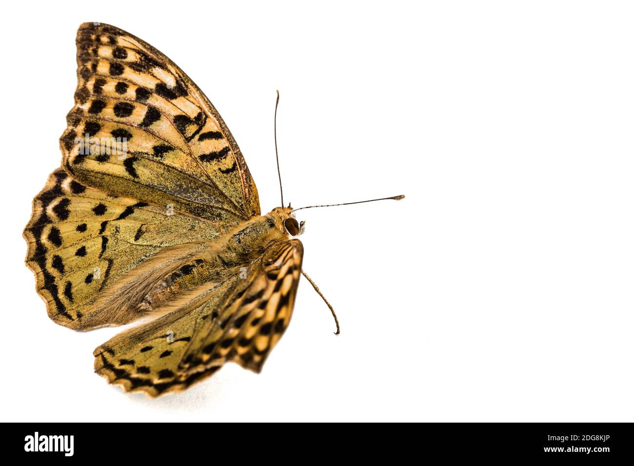 Butterfly Silver-Washed fritillary, lat. Argynnis paphia,  isolated on white background Stock Photo