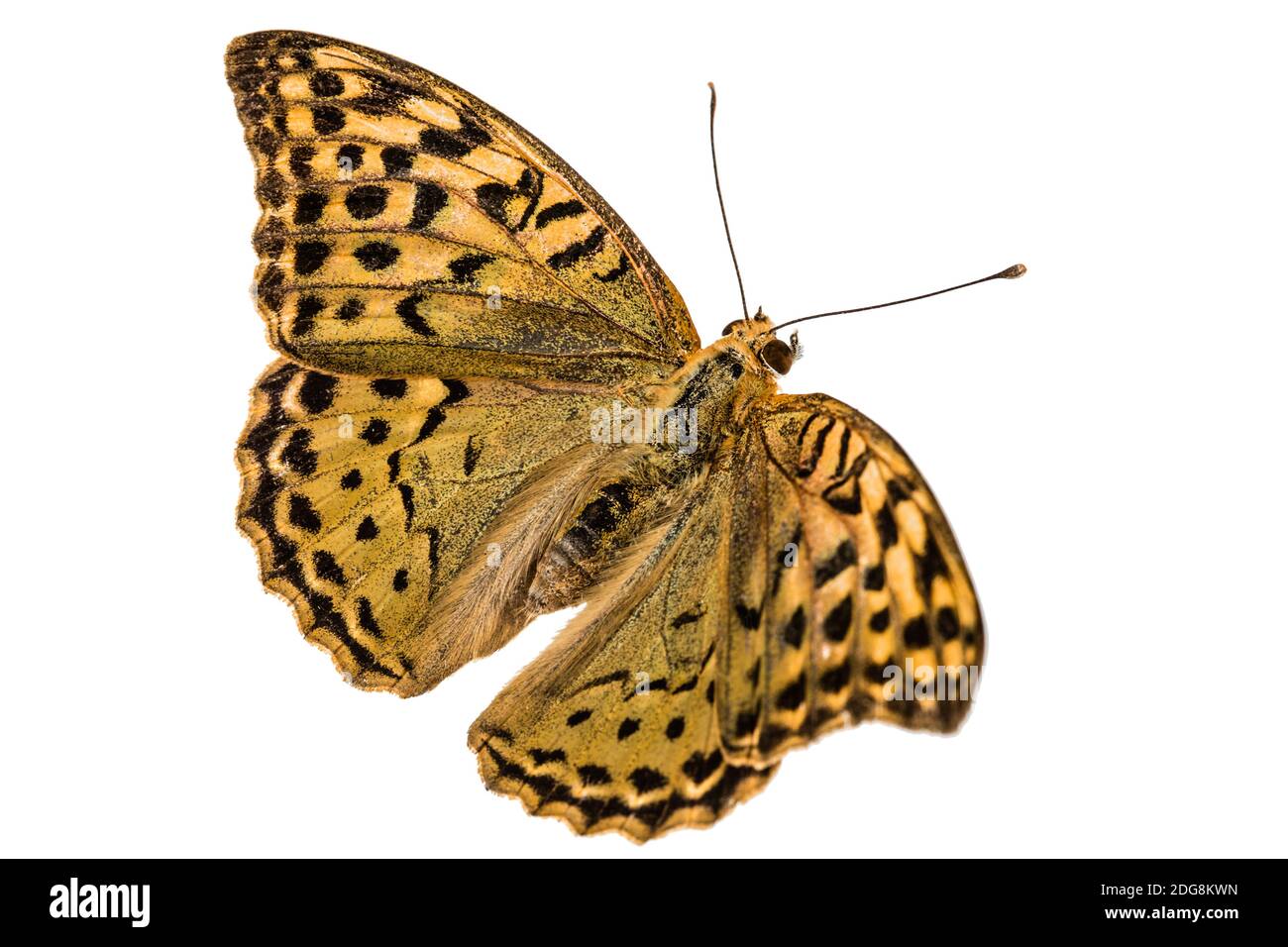 Butterfly Silver-Washed fritillary, lat. Argynnis paphia,  isolated on white background Stock Photo