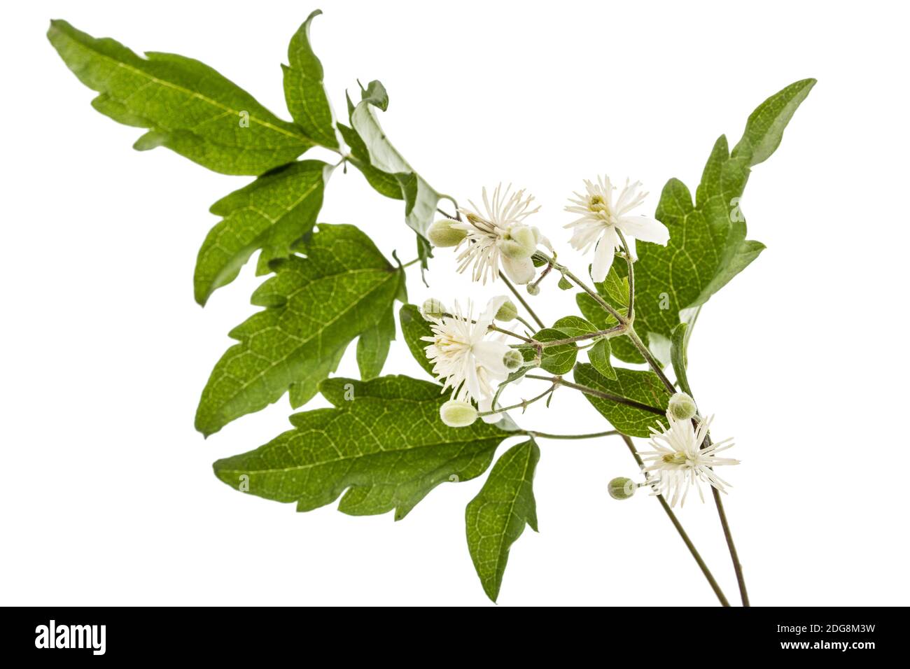 Flowers and leafs of Clematis , lat. Clematis vitalba L., isolated on white background Stock Photo