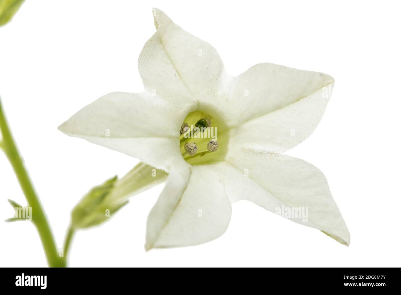 Flower of fragrant tobacco, lat. Nicotiana sanderae, isolated on white background Stock Photo