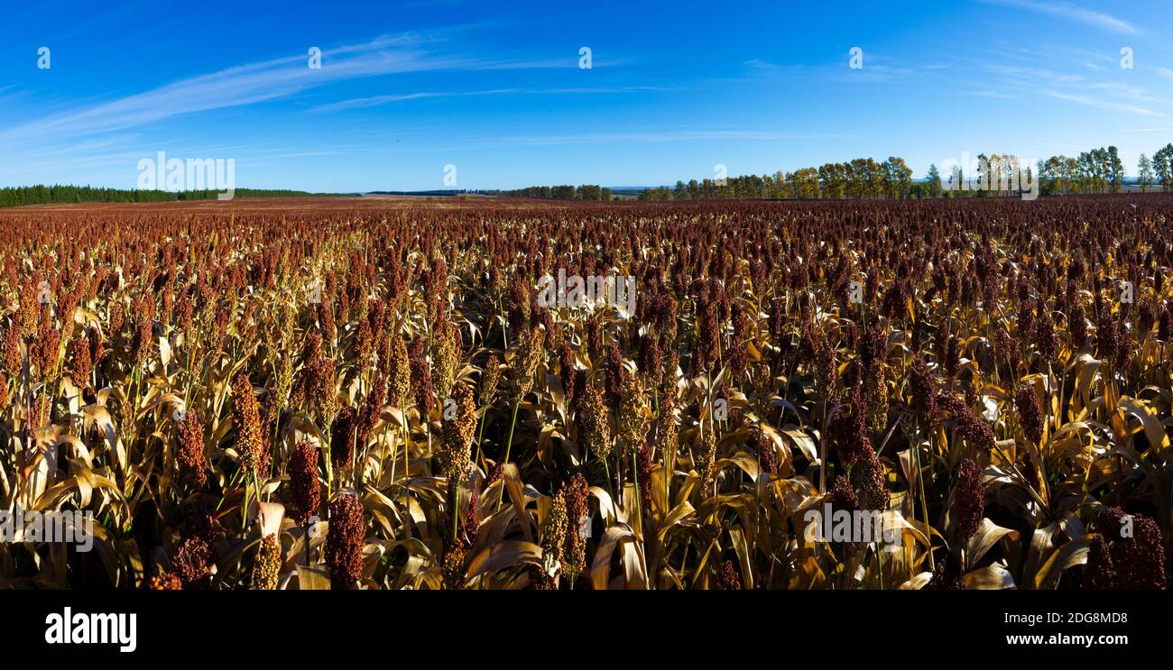 Sorghum crop hi-res stock photography and images - Alamy