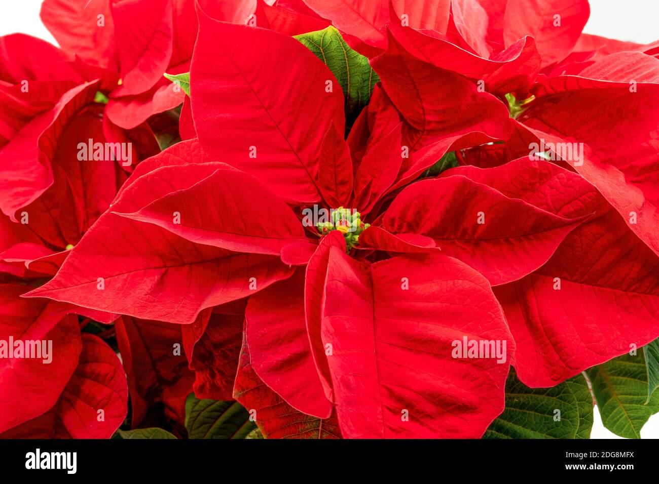 Close up view on a poinsettia plant. Ideal image for botany and holidays. Stock Photo