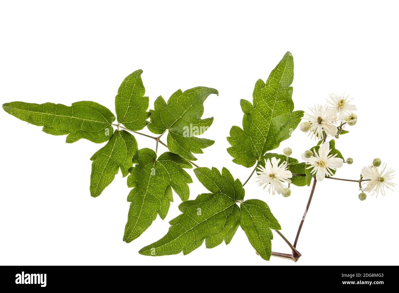 Flowers and leafs of Clematis , lat. Clematis vitalba L., isolated on white background Stock Photo