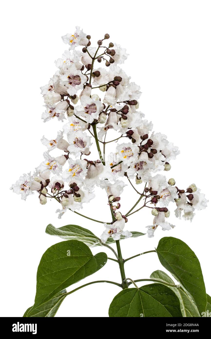 Flowering tree of Catalpa, lat. Catalpa speciosa, isolated on white background Stock Photo