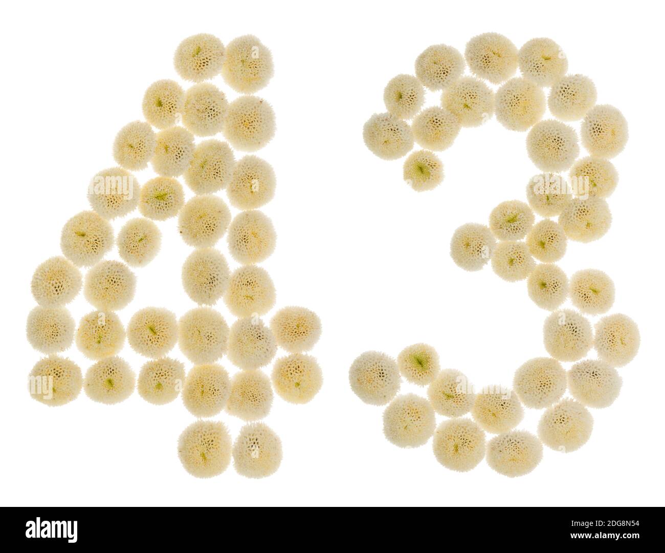 Arabic numeral 43, forty three, from cream flowers of chrysanthemum ...