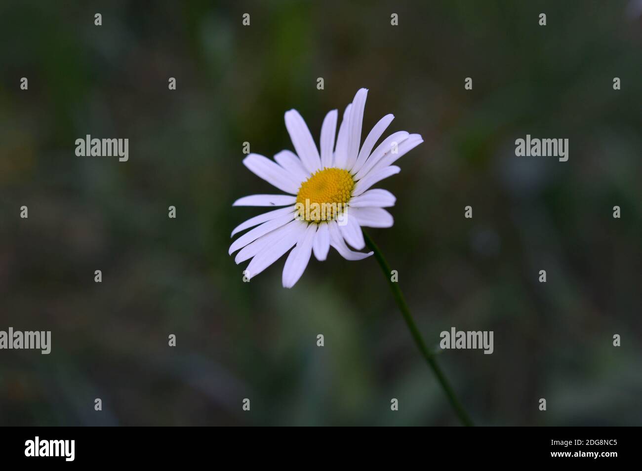 Ox-eye daisy, oxeye daisy, dog daisy, marguerite, white daisy flower ...